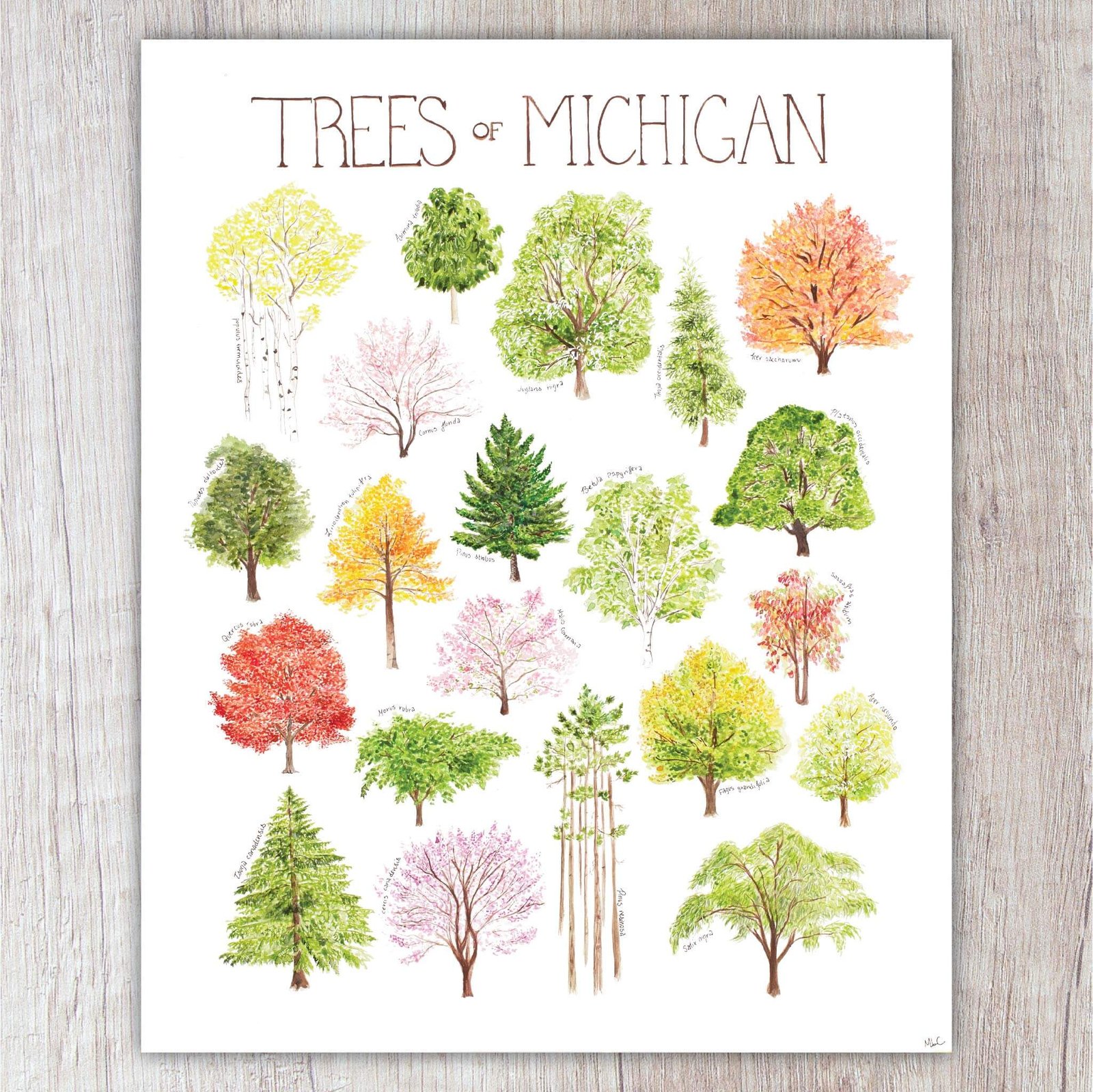 Trees of Michigan | Brush & Bark